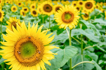 Obraz premium 【真夏イメージ】群生するひまわり