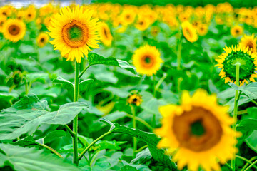 Fototapeta premium 【真夏イメージ】群生するひまわり