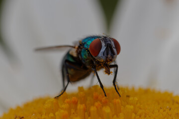 Fly on flower