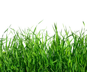 frame background with realistic green grass isolated on white background