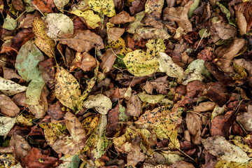 Autumn dry and colorful leaves lie on the ground, in a chaotic manner, and some are already withered.