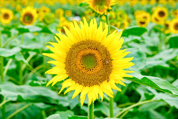 【真夏イメージ】群生するひまわり