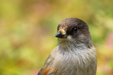 Cute European bird Siberian jay, Perisoreus infaustus, in autumnal taiga forest in Konttainen fell near Ruka, Kuusamo, Northern Finland. 
