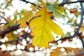 Yellow leaves on oak branch, soft selective focus. October mood. Mid autumn.