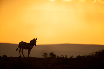 zebra in the sunset