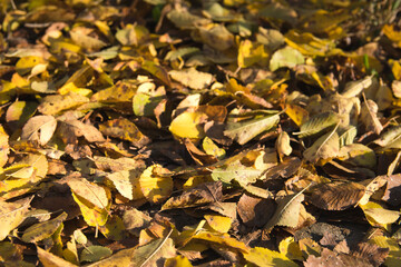 Fallen yellow leaves on ground. Season change concept. Autumn mood.