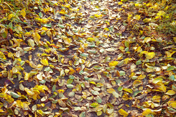 Yellow leaves on path in park. Season change concept.