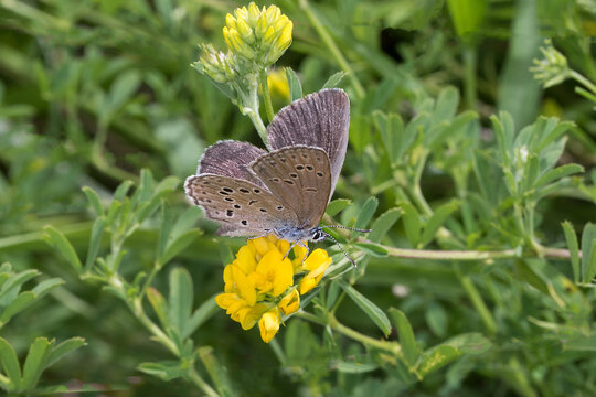 Alcon blue or Alcon large blue (Phengaris alcon)  is a butterfly of the family Lycaenidae