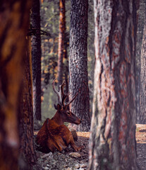 Portrait a red deer in the forest. Catacık forest Mihaliccik, Eskisehir, Turkey.