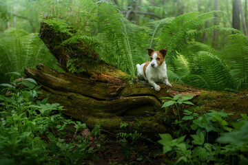 dog in the fern. Jack russell terrier on a log in the forest. Tropics wood. pet in nature. 
