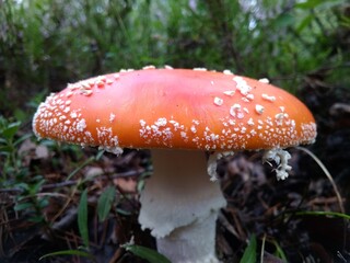 fly agaric mushroom