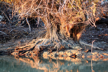 A willow tree with bare (exposed) roots on the banks of the autumn river