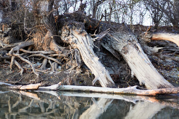 Fototapeta na wymiar A poplar tree with bare (exposed) roots on the banks of the winter river