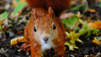 Eichhörnchen im Herbst