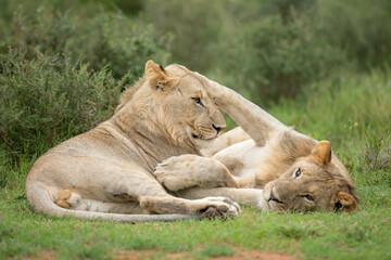 lion and lioness