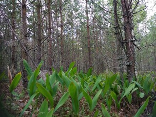 spring in the woods