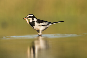 An African Pied Wagtail with prey in its beak, South Africa