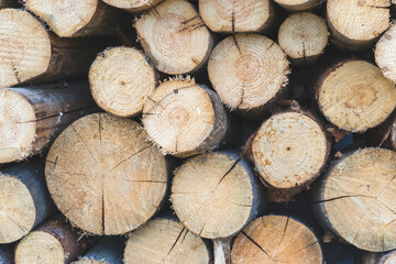 tree slices background image selective focusing, tree trunk Slices with annual rings and cracks on a black texture background.