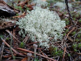 mushroom in the snow