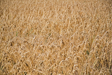A field of golden wheat