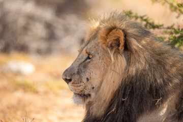portrait of an adult male lion