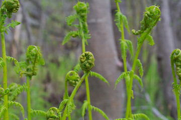 Young green plants, fern grows in spring.