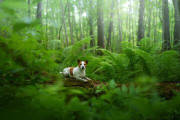 dog in the fern. Jack russell terrier on a log in the forest. Tropics wood. pet in nature. 