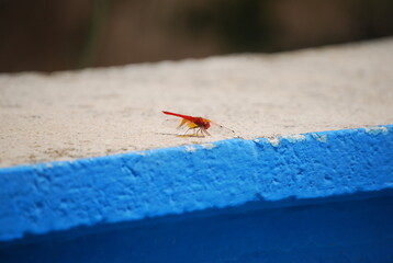 Trithemis Kirbyi, Orange-Winged Dropwing, Dragonfly