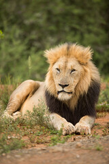 male lion 