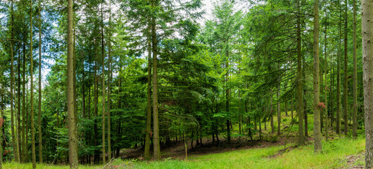 Fototapeta premium Sapinière vosgienne en été, Haut-Rhin, Alsace, Vosges, France