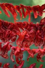 dried red chili pepper