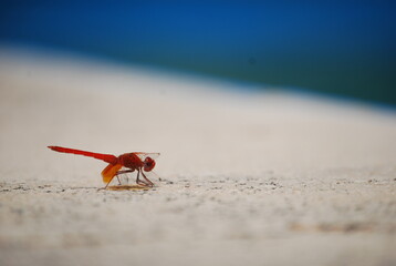 Trithemis Kirbyi, Orange-Winged Dropwing, Dragonfly