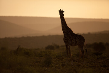 giraffe in the sunset