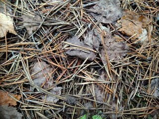 close up of a frog
