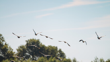 
Multiple Greylag Goose flying low over the water on a beautiful summer day, in a protected nature...