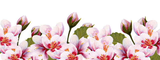acrylic cherry blossom horizontal border, perfect to use on the web or in print