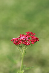 red poppies in a garden