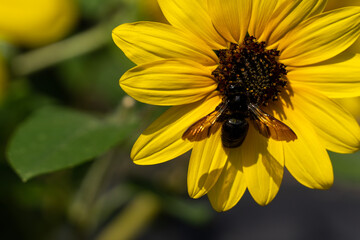 「愛知県」ひまわりにとまるクマンバチ