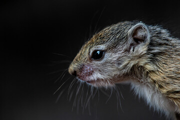 A close up of a young African Tree Squirrel's face, Greater Kruger