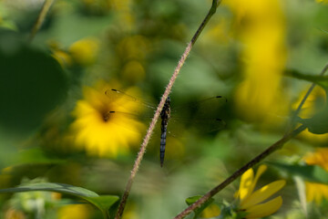 ひまわり畑のトンボ