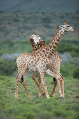 fighting giraffes