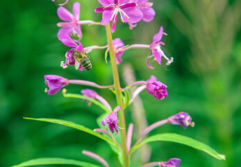 Fototapeta premium A bee shot close up on a wild flower
