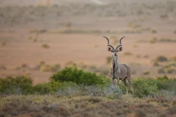 Fotobehang antelope in the savannah © Ruan
