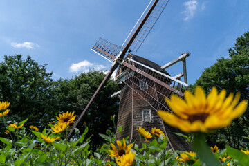 「愛知県」大きな風車とひまわり畑
