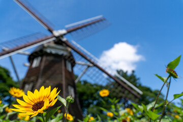 「愛知県」大きな風車とひまわり畑
