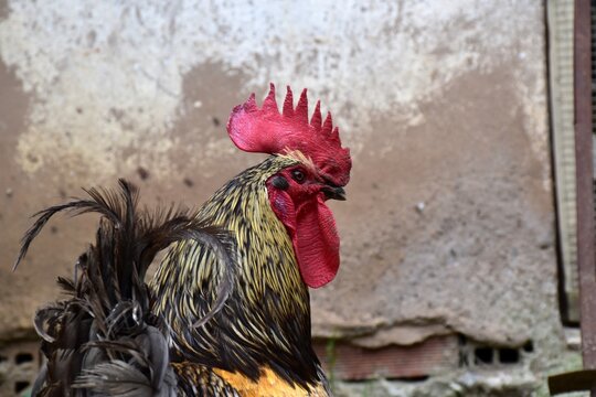 Head of biblue breed rooster photographed from behind.