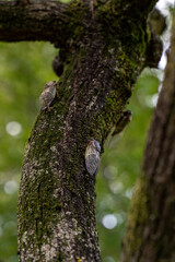 木にとまるセミ
