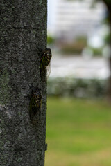 木にとまるセミ
