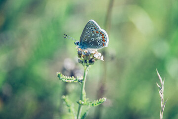 Gossamer-winged butterflies sits on a flower, beautiful little blue butterfly, Lycaenidae, protected nature area, travel location, Dutch wildlife, beautiful little bird, Volgermeerpolder Amsterdam