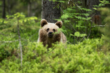 Fototapeta premium Young Brown bear, Ursus arctos in lush summery taiga forest in Eastern Finland.